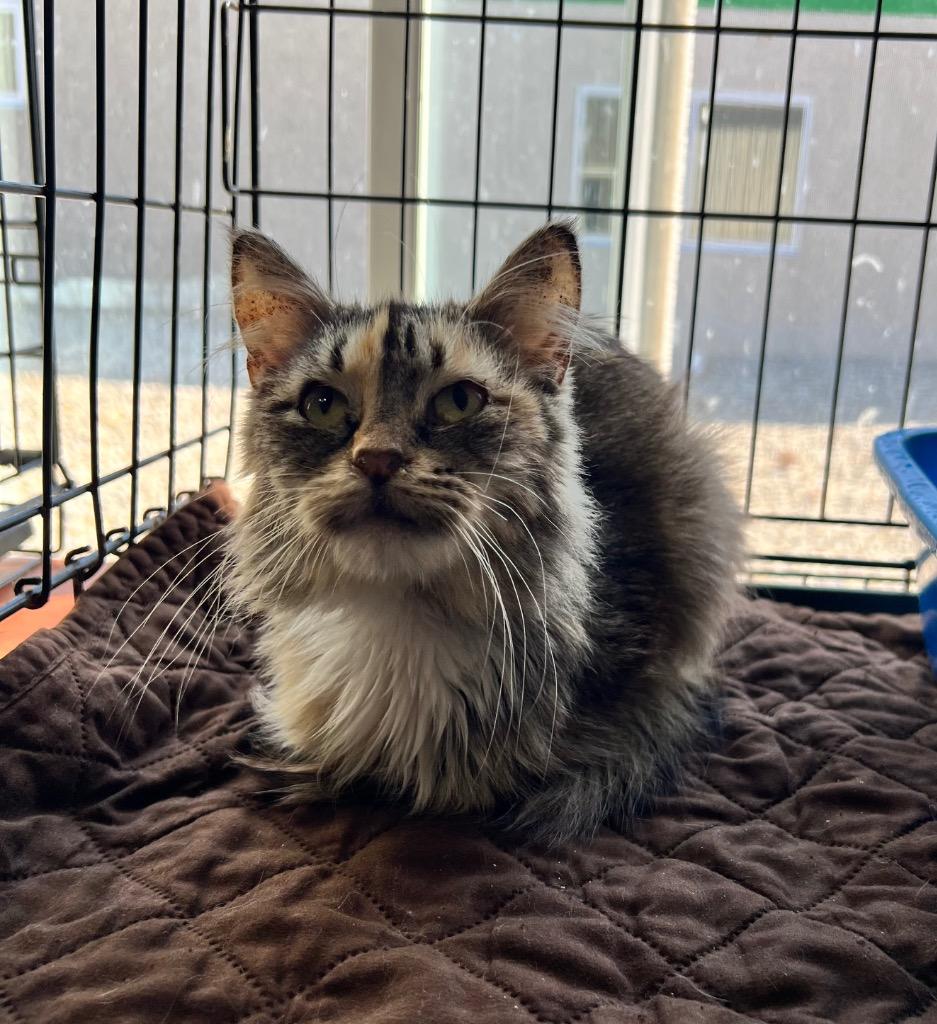 Enlarge Guinevere- herpes- LONG TERM 9*11*25, a Adoptable mixed breed in Pierceton, IN image 2/2