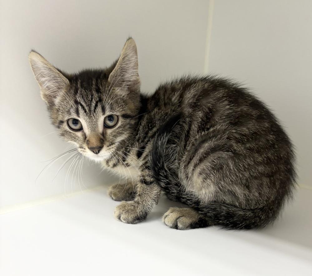 Higgins ~ Available at PetSmart Warsaw, IN!, Adoptable, Kitten Male Domestic Short Hair.