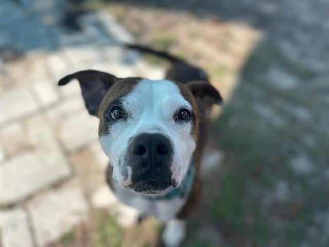 Enlarge PJ, a Adoptable Boxer in Ocala, FL image 1/1