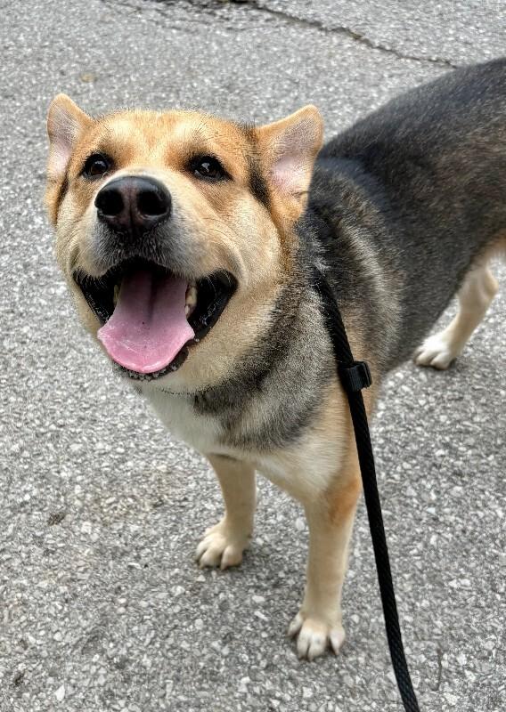 Enlarge Scout, a Adoptable mixed breed in Saint Charles, MO image 2/4