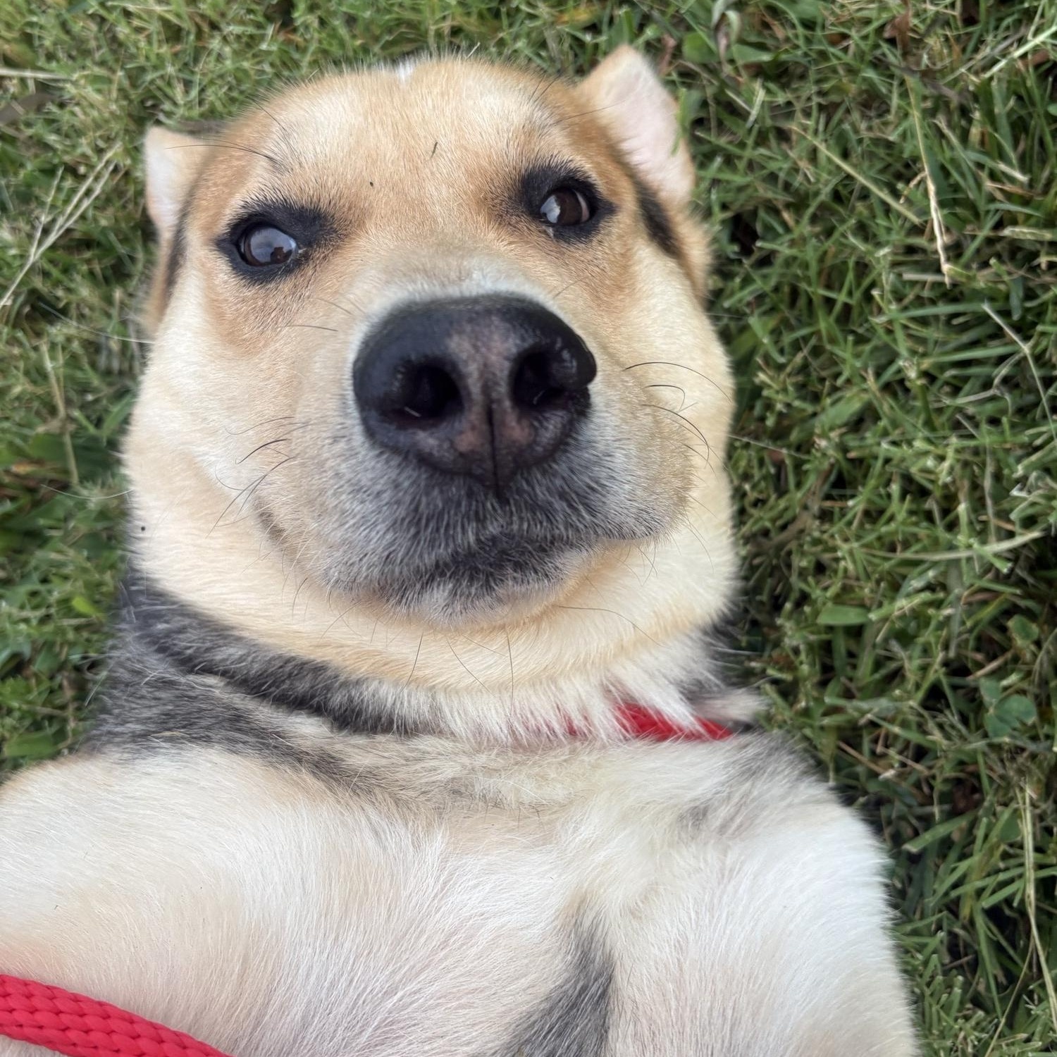 Scout, a ADOPTABLE mixed breed in Saint Charles, MO image 1/2