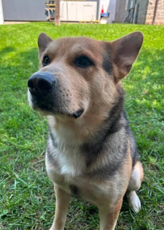 Scout, Adoptable, Adult Male German Shepherd Dog & Husky.