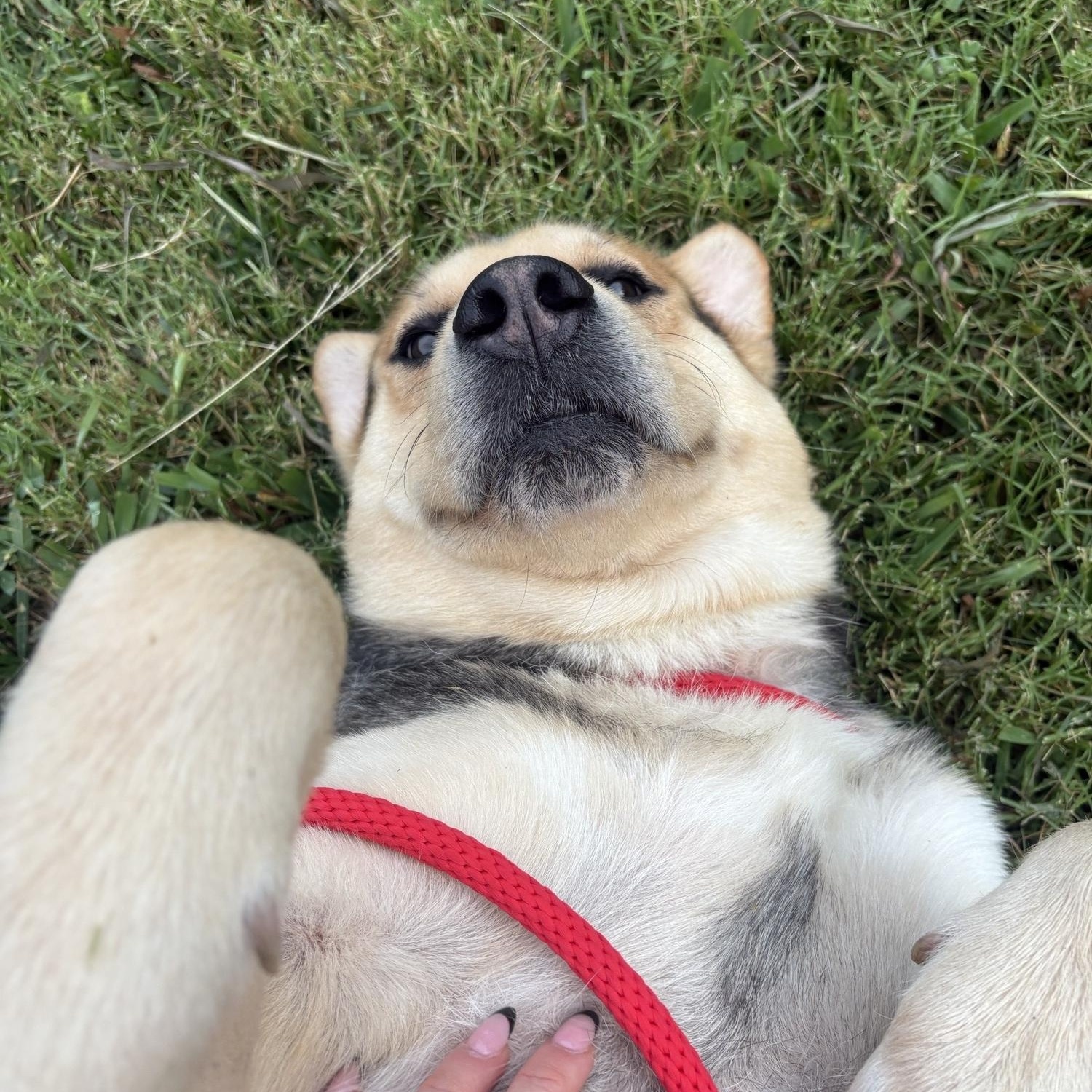Scout, a ADOPTABLE mixed breed in Saint Charles, MO image 2/2