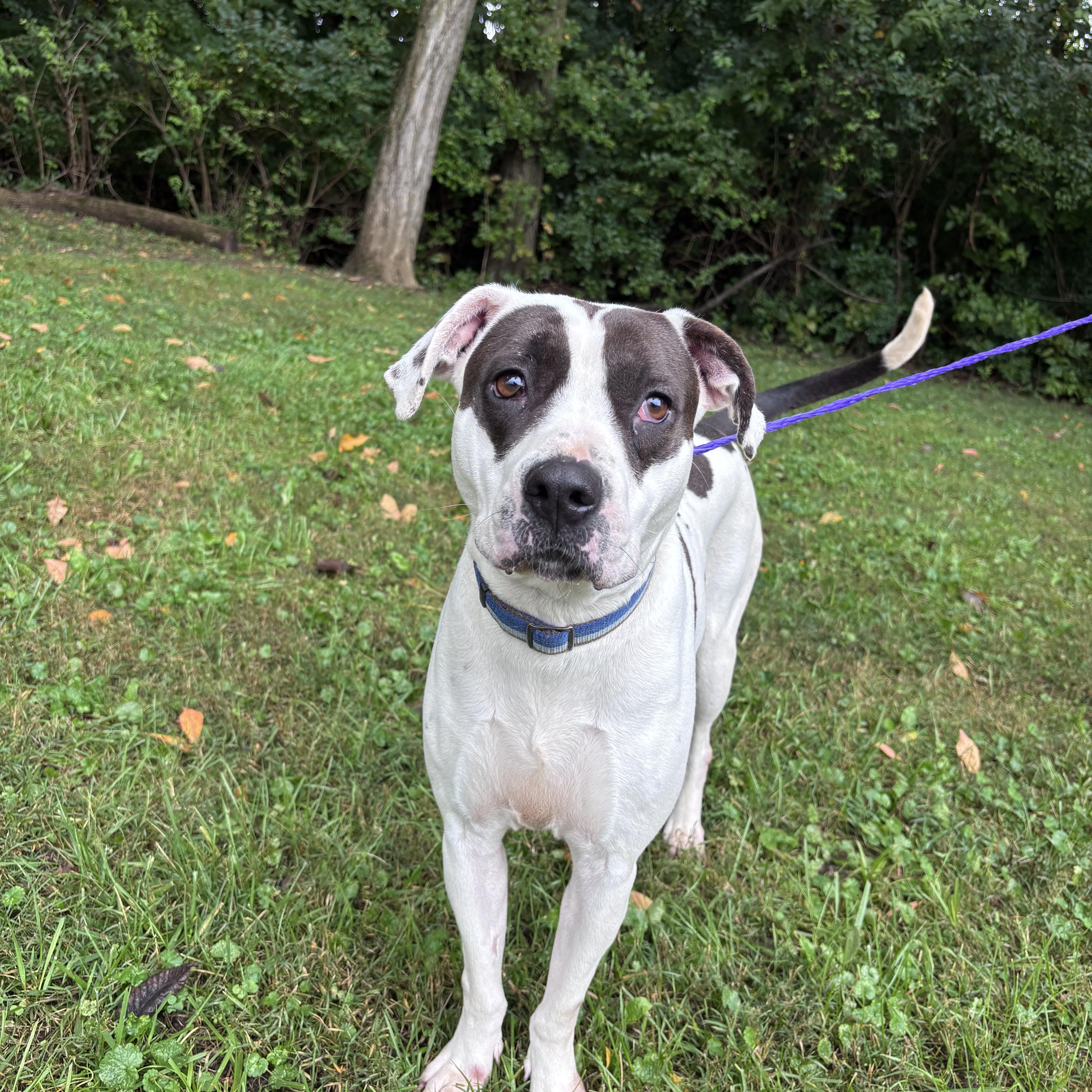Poppy, Adoptable, Adult Female American Bulldog.