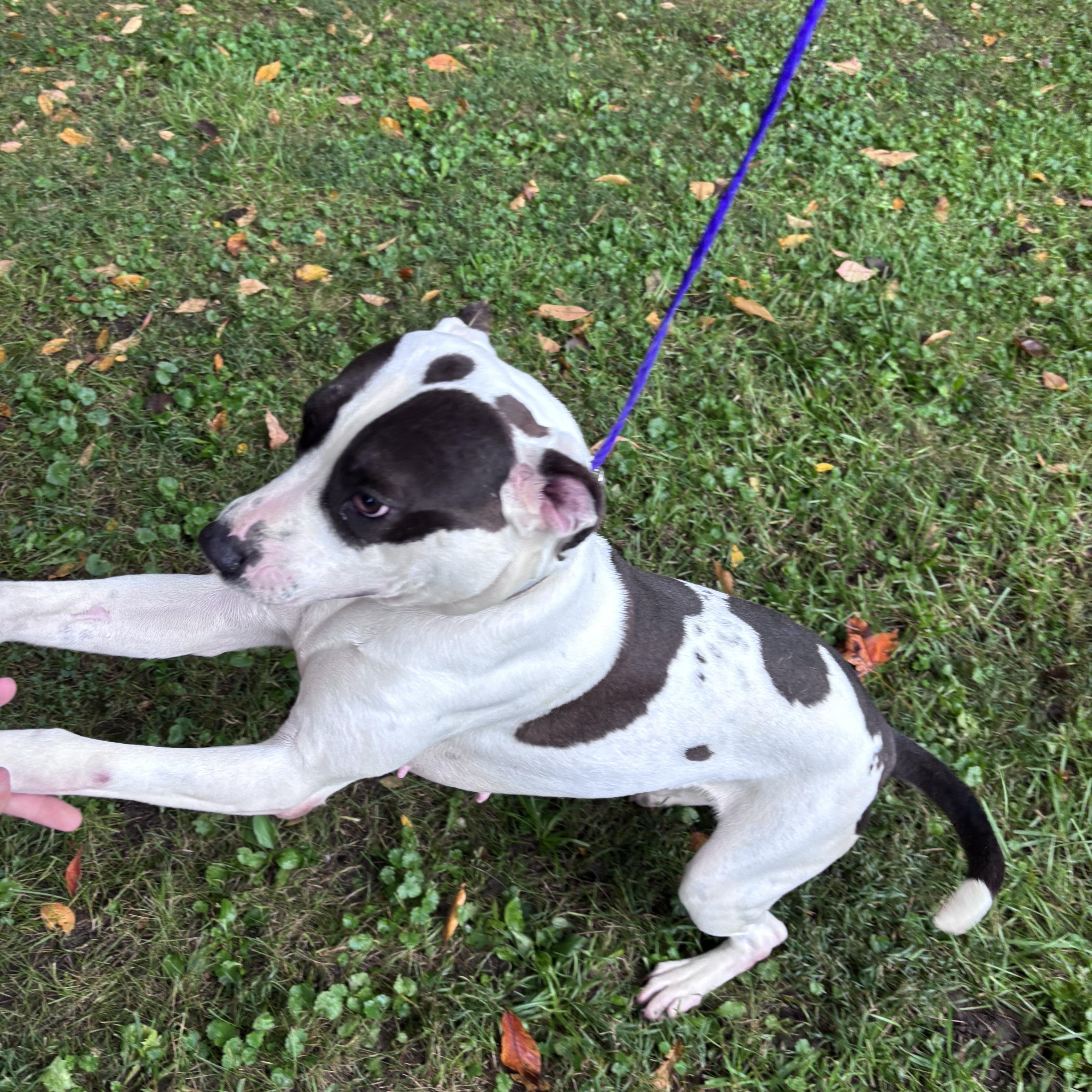 Enlarge Poppy, a Adoptable American Bulldog in New Castle, IN image 2/2