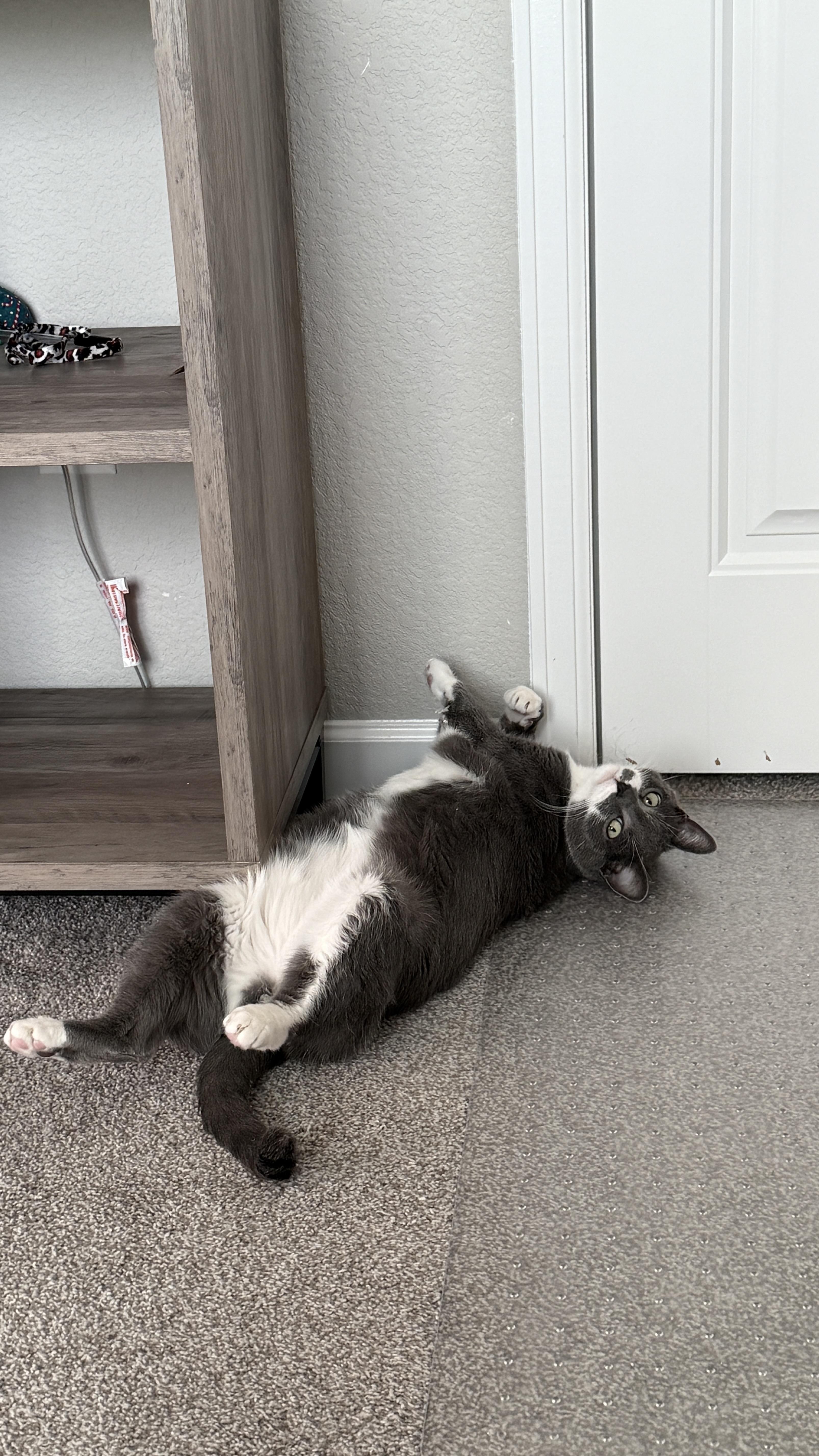 Crumble, a ADOPTABLE Domestic Short Hair in Colorado Springs, CO image 4/6