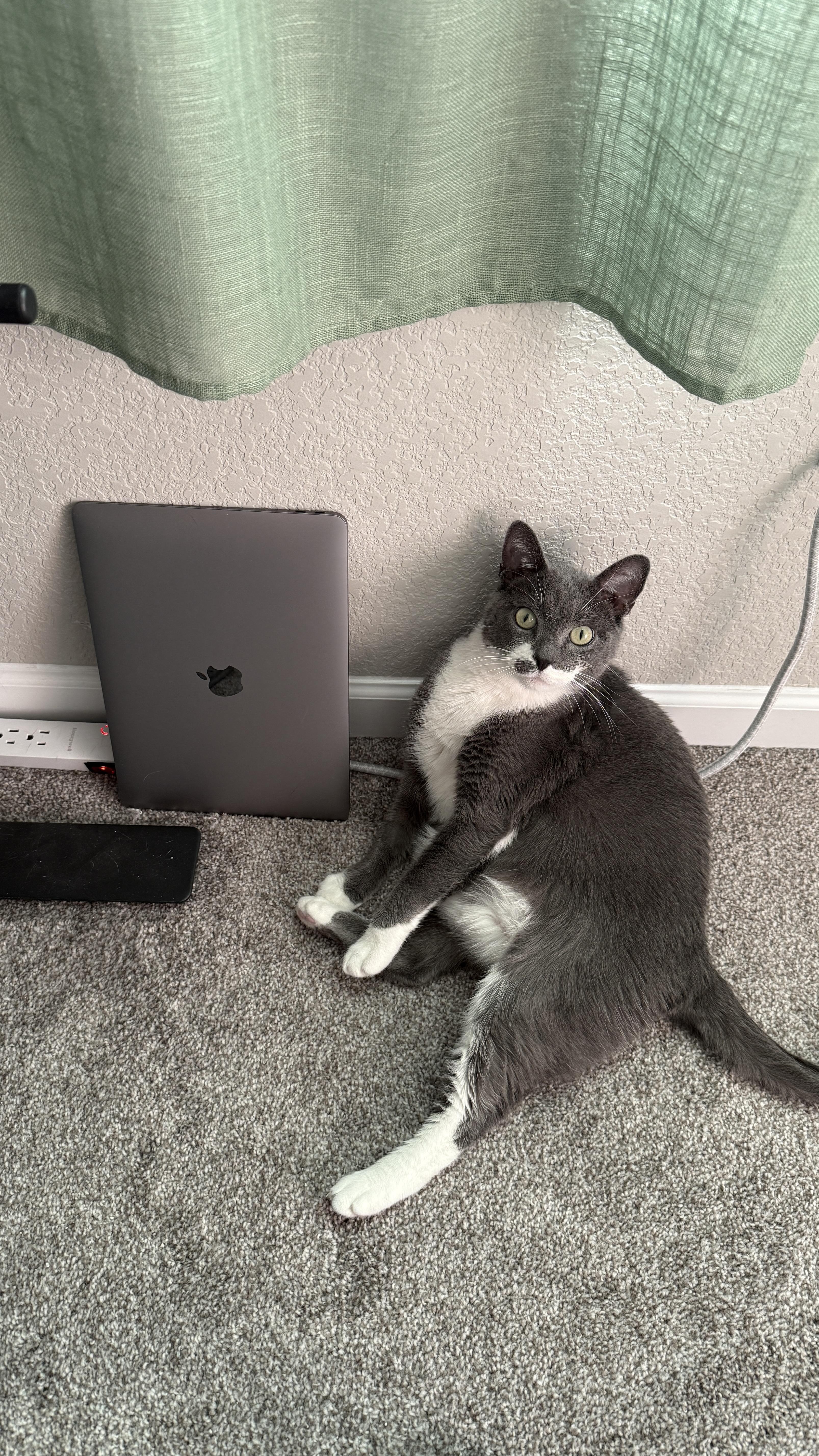 Crumble, a ADOPTABLE Domestic Short Hair in Colorado Springs, CO image 5/6