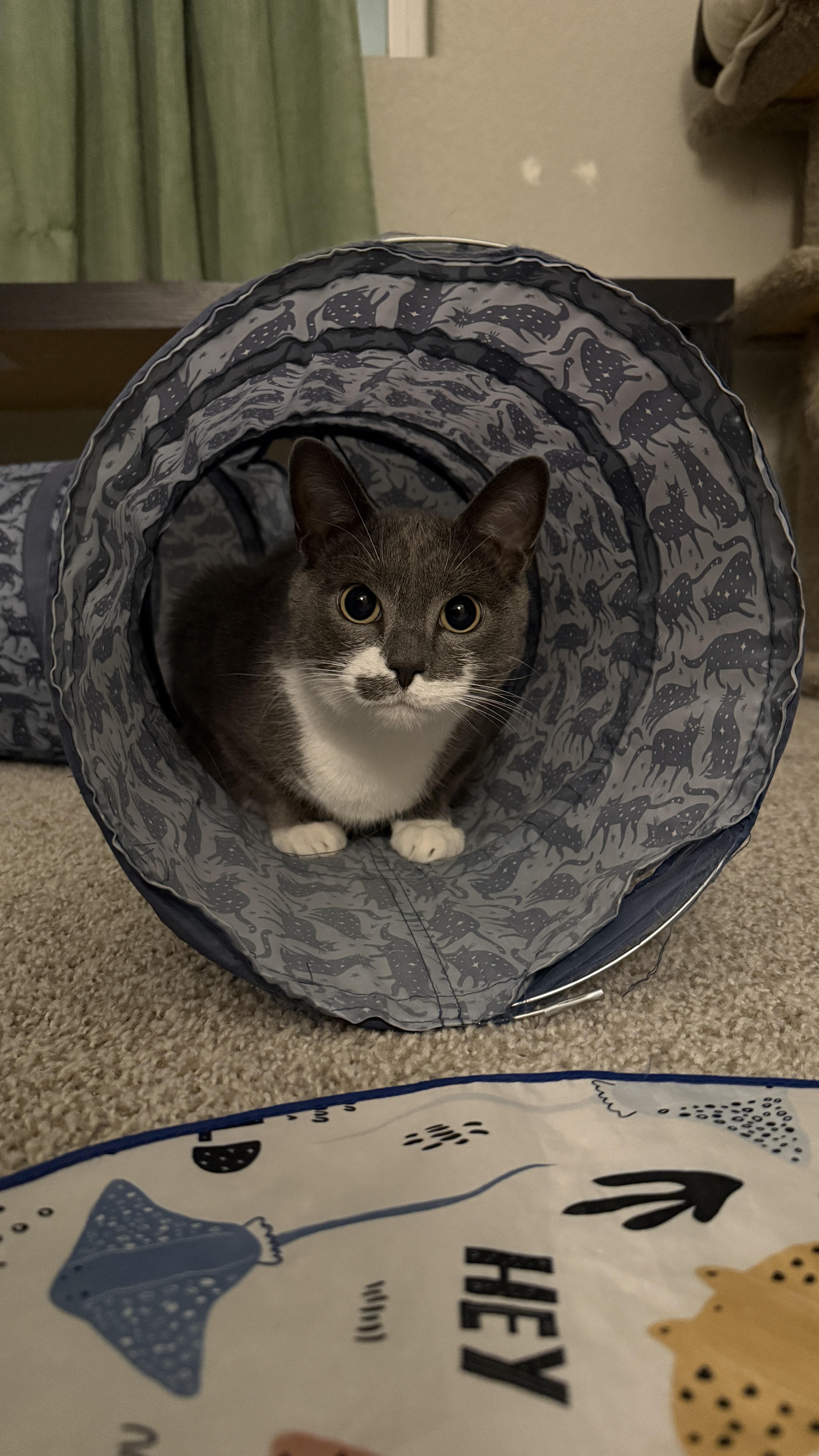 Crumble, a ADOPTABLE Domestic Short Hair in Colorado Springs, CO image 2/6