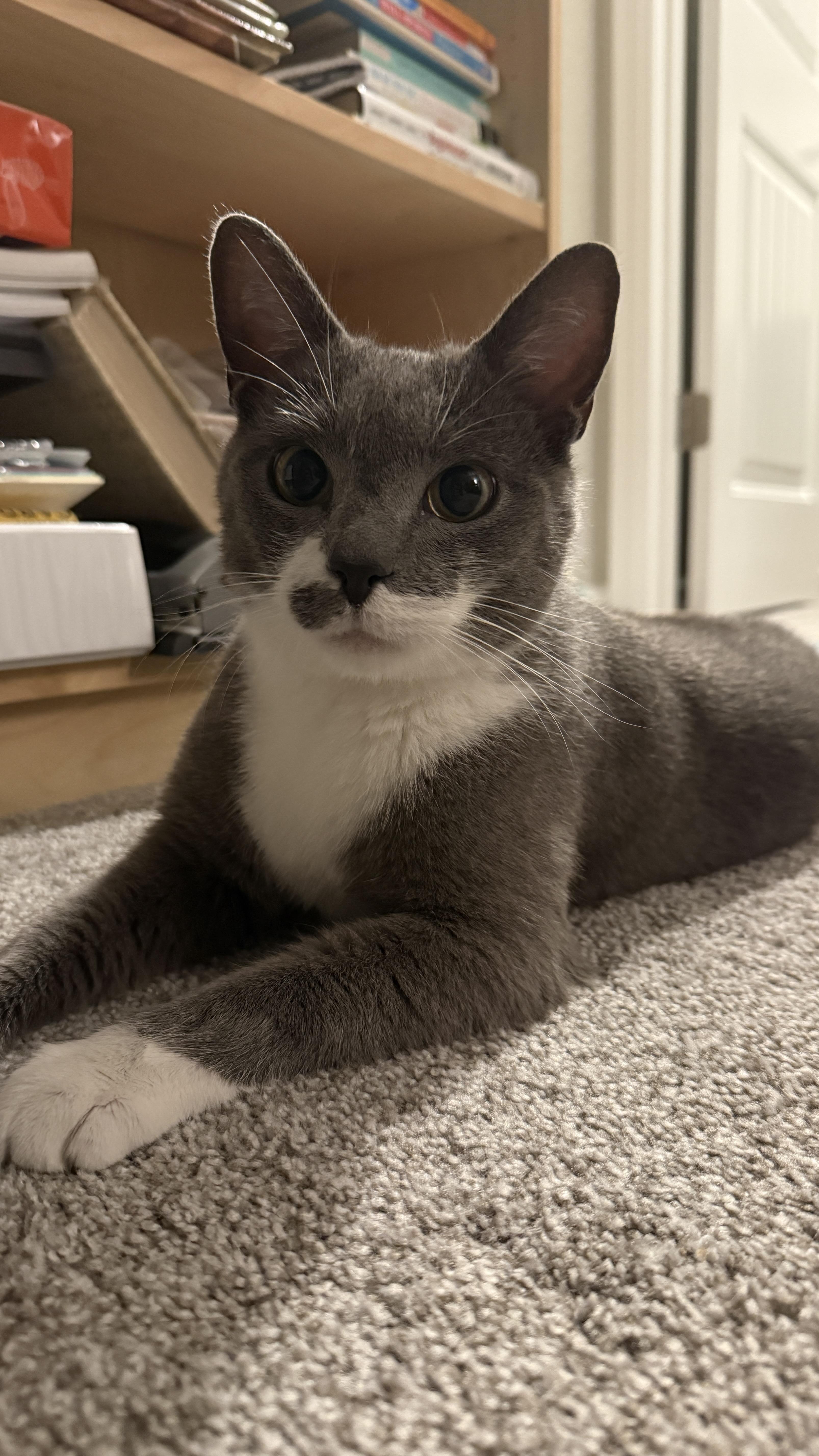 Crumble, ADOPTABLE, Adult Male Domestic Short Hair.