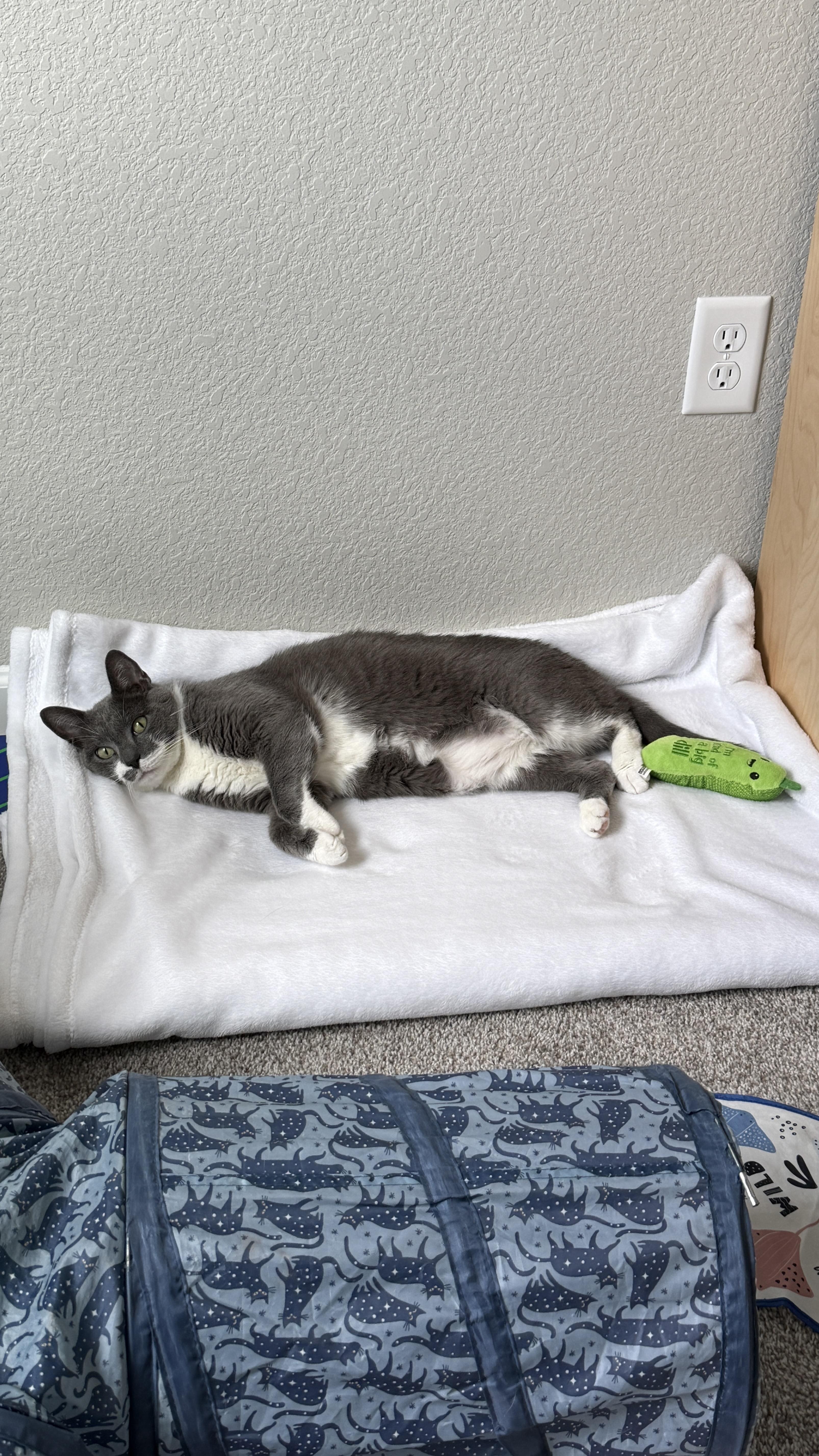 Crumble, a ADOPTABLE Domestic Short Hair in Colorado Springs, CO image 3/6