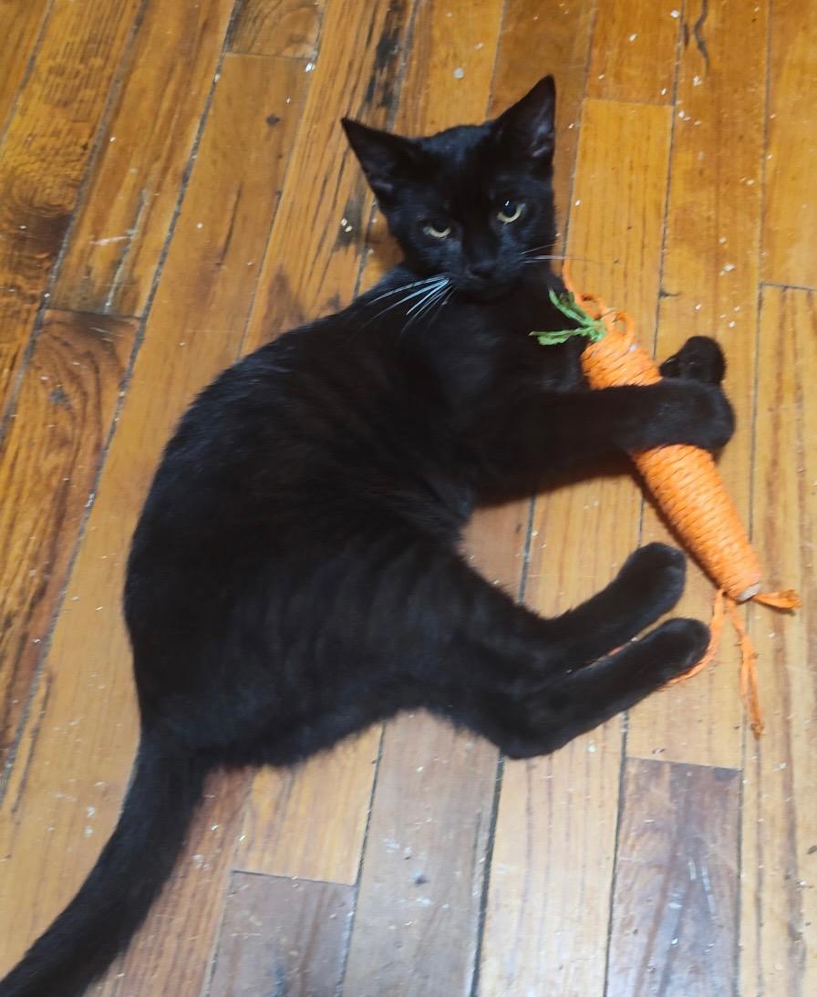 Xaria, adopted, Young Female Domestic Short Hair.