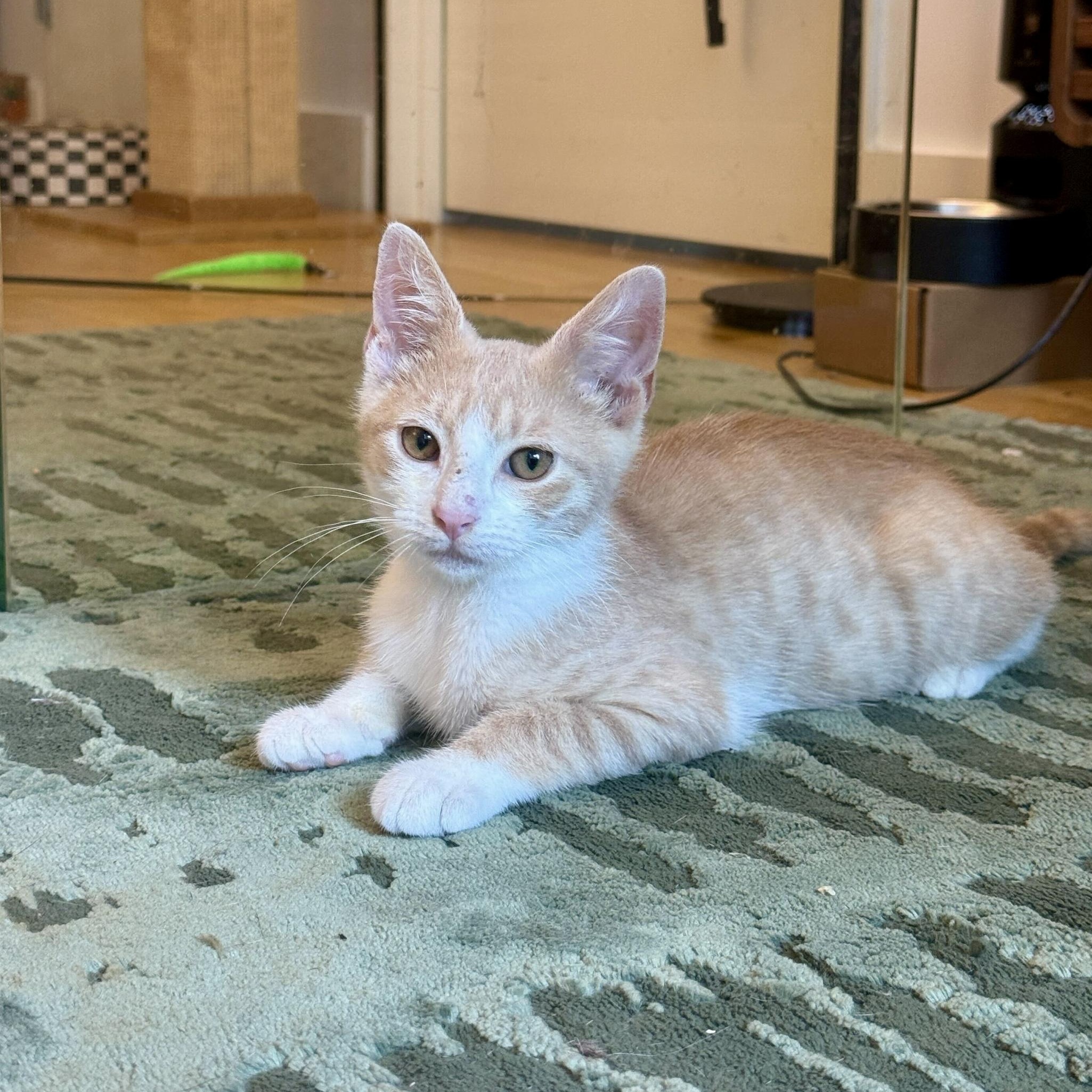 Cat Adoption Long Island Ny: Ultimate Guide to Finding Your Feline Friend