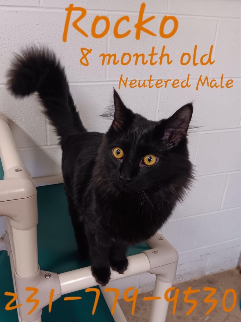 ROCKO, an adopted Domestic Long Hair in Cadillac, MI_image-1