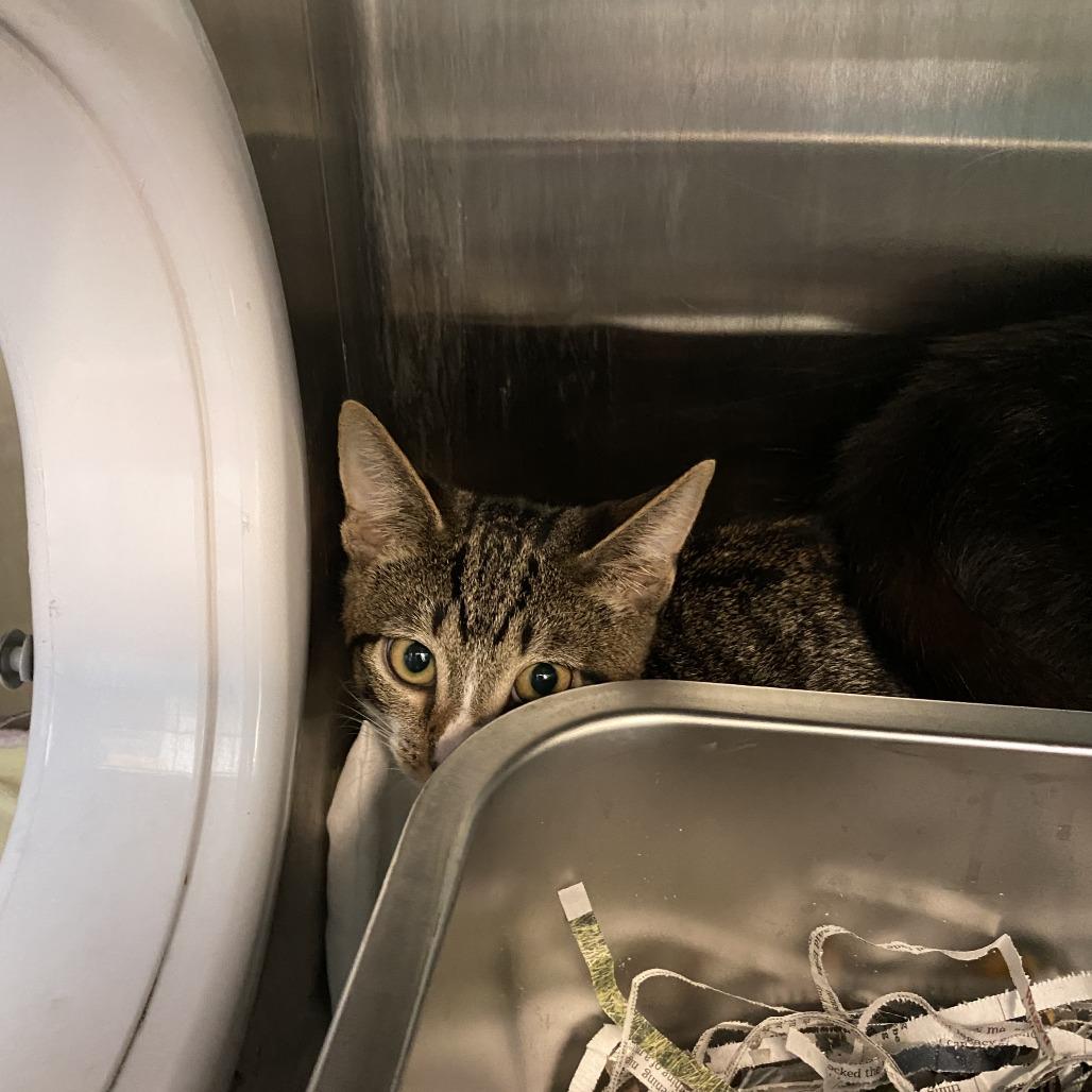 Enlarge Rogue, a Adoptable Domestic Short Hair in Philadelphia, PA image 1/1