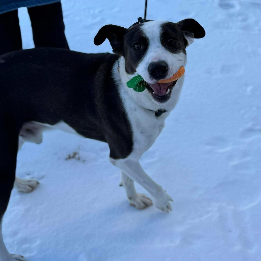 Enlarge Felix, a Adoptable Mixed Breed in Martinsville, VA image 1/6