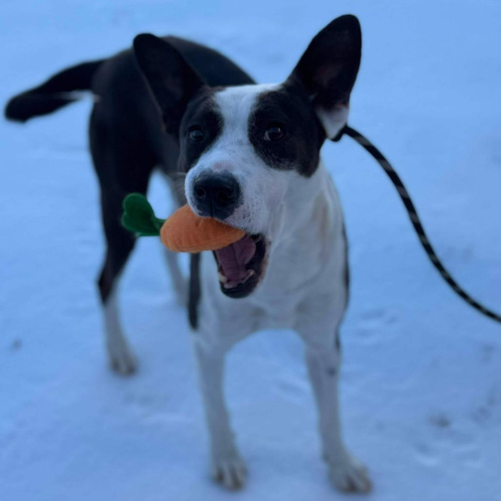 Enlarge Felix, a Adoptable Mixed Breed in Martinsville, VA image 2/6