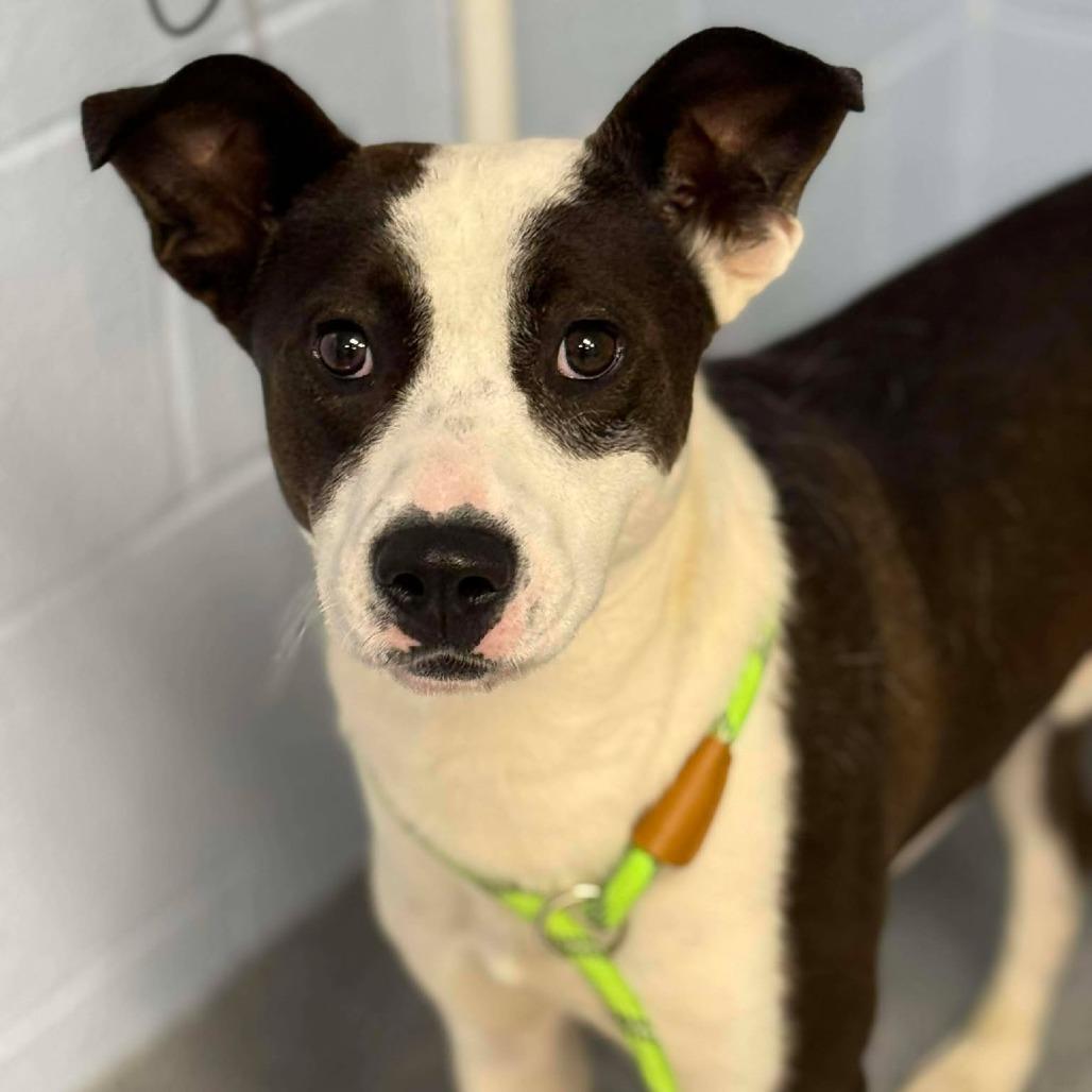 Felix, Adoptable, Young Male Mixed Breed.