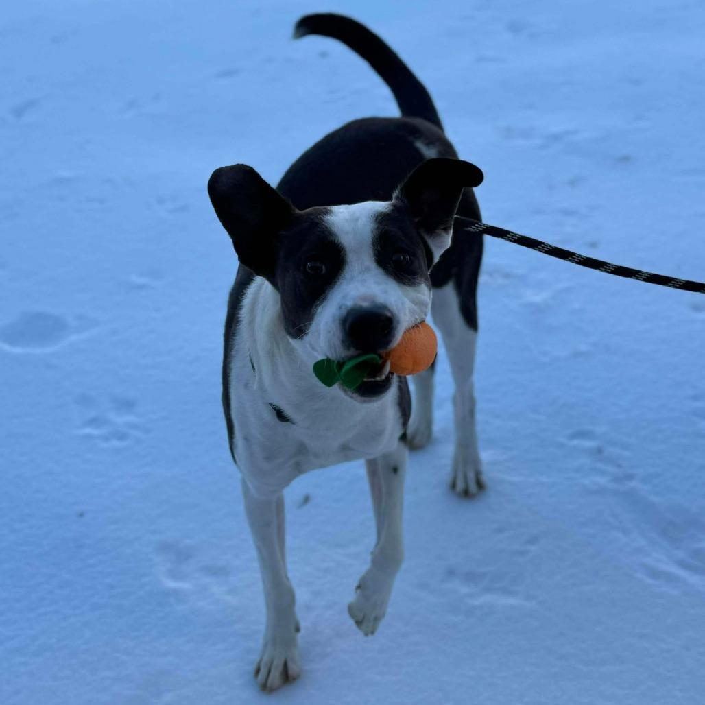 Enlarge Felix, a Adoptable Mixed Breed in Martinsville, VA image 5/6