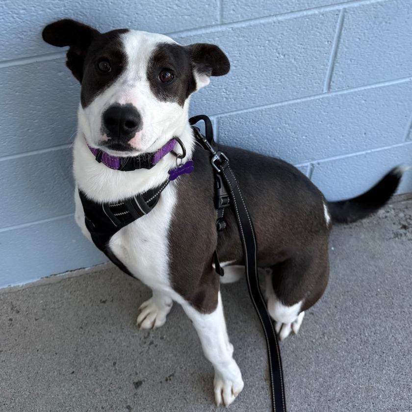Enlarge Felix, a Adoptable Mixed Breed in Martinsville, VA image 6/6