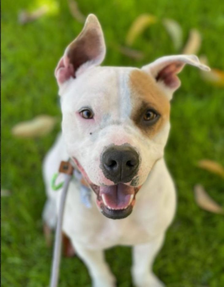 Enlarge Marvin Baywatch Boy!!, a Adoptable mixed breed in Manhattan Beach, CA image 1/10