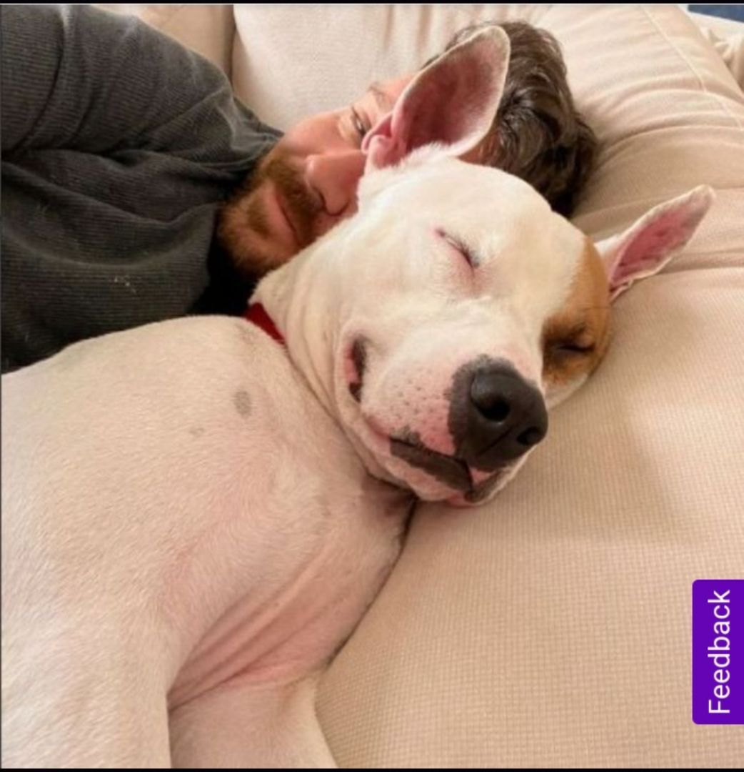 Enlarge Marvin Baywatch Boy!!, a Adoptable mixed breed in Manhattan Beach, CA image 2/10