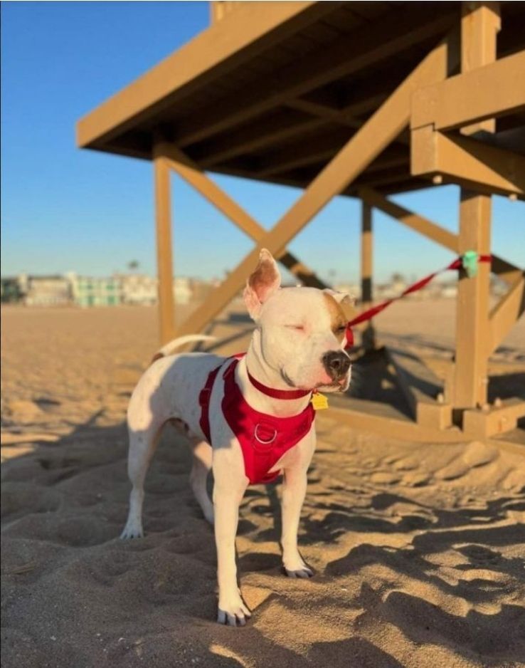 Enlarge Marvin Baywatch Boy!!, a Adoptable mixed breed in Manhattan Beach, CA image 3/10