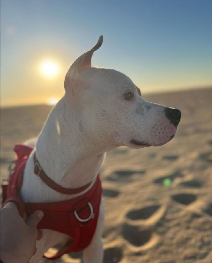 Enlarge Marvin Baywatch Boy!!, a Adoptable mixed breed in Manhattan Beach, CA image 4/10