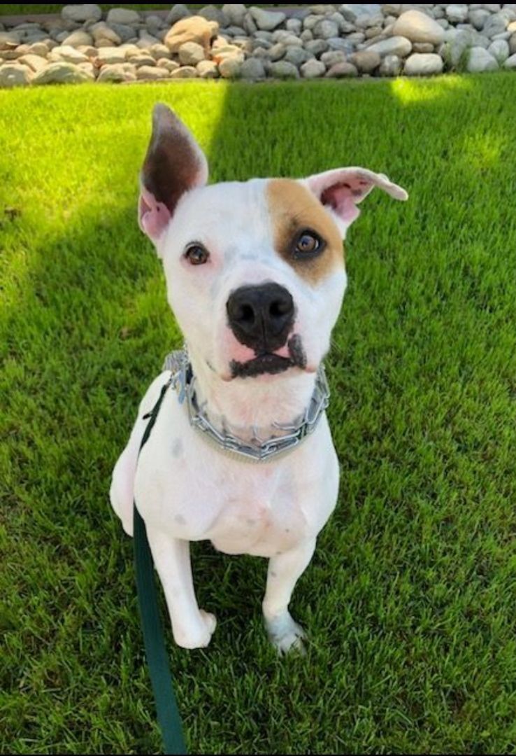 Enlarge Marvin Baywatch Boy!!, a Adoptable mixed breed in Manhattan Beach, CA image 5/10