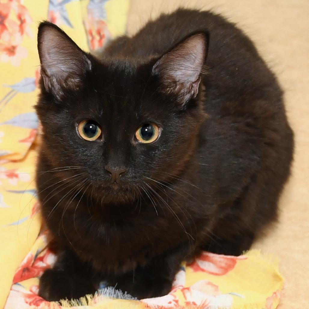 Enlarge Shoosh Two, a Adoptable Domestic Long Hair in Natick, MA image 2/4