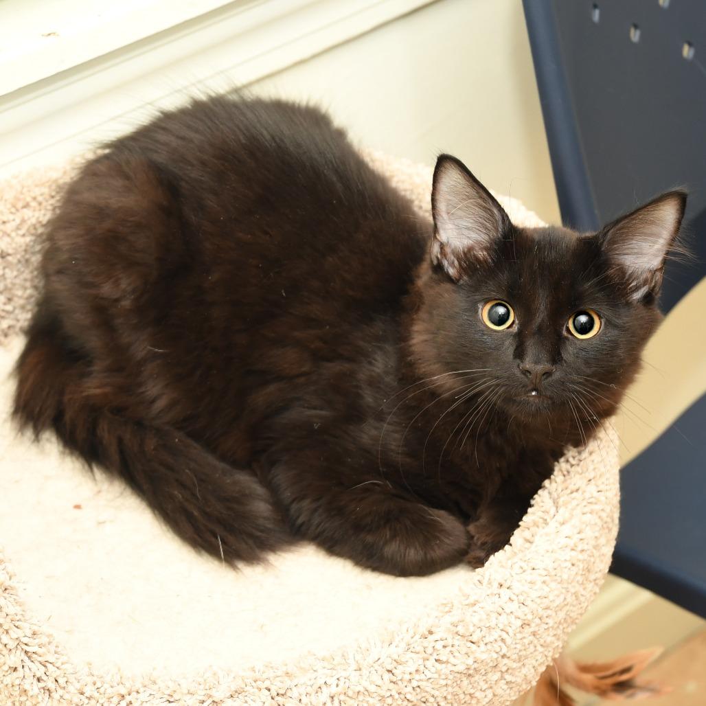 Enlarge Shoosh Two, a Adoptable Domestic Long Hair in Natick, MA image 3/4