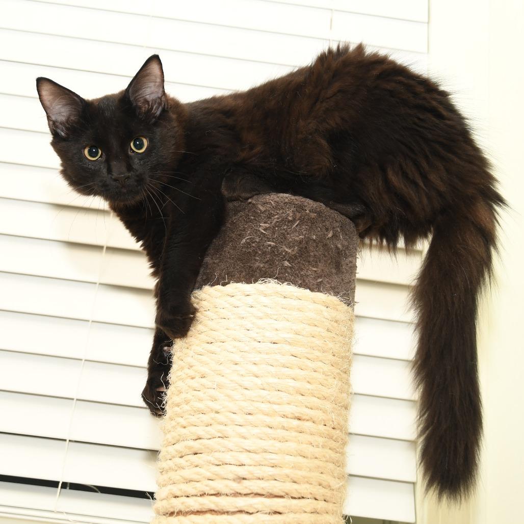 Enlarge Shoosh Two, a Adoptable Domestic Long Hair in Natick, MA image 4/4
