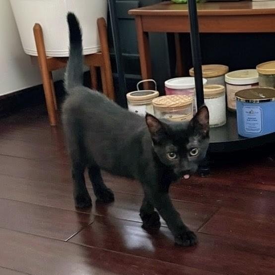 Enlarge Shadow, a ADOPTABLE American Shorthair in Staten Island, NY image 3/4