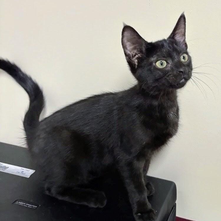 Enlarge Shadow, an adopted American Shorthair in Staten Island, NY image 1/4