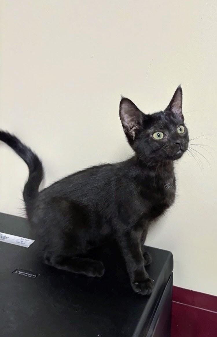 Enlarge Shadow, a ADOPTABLE American Shorthair in Staten Island, NY image 1/4