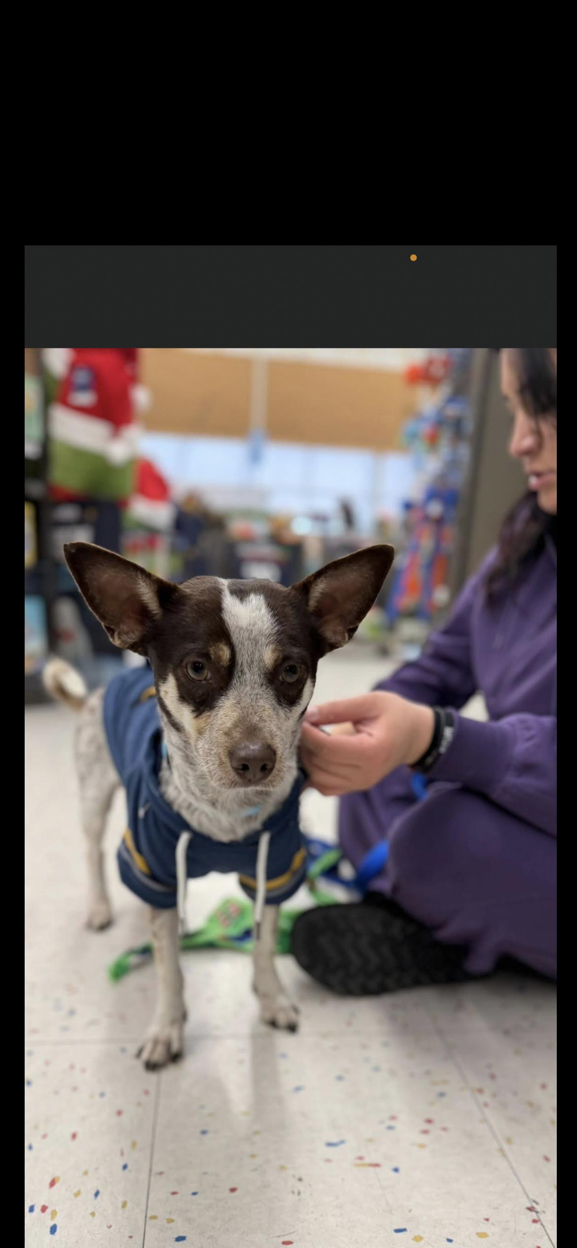 Enlarge Garen, a Adoptable mixed breed in Hamden, CT image 5/6