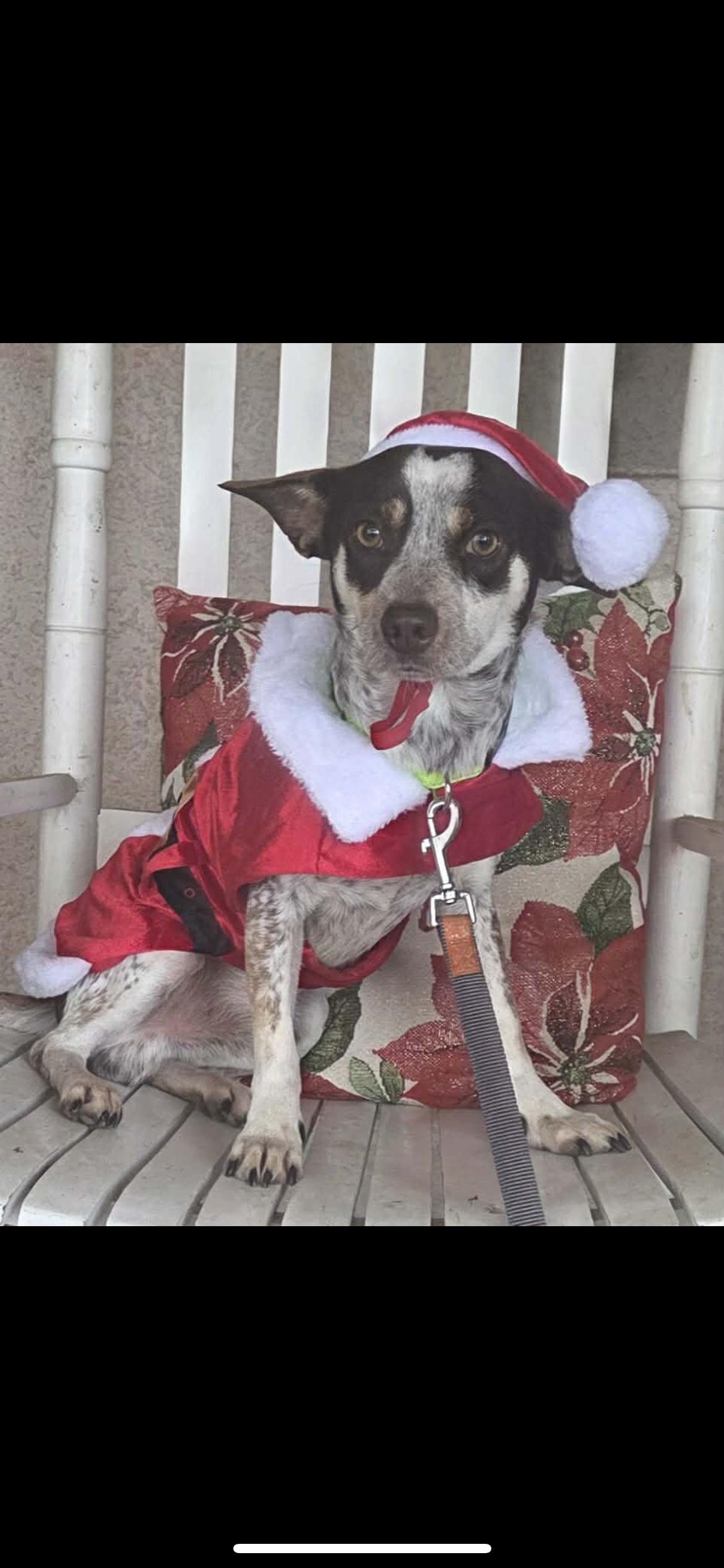 Enlarge Garen, a Adoptable mixed breed in Hamden, CT image 3/6