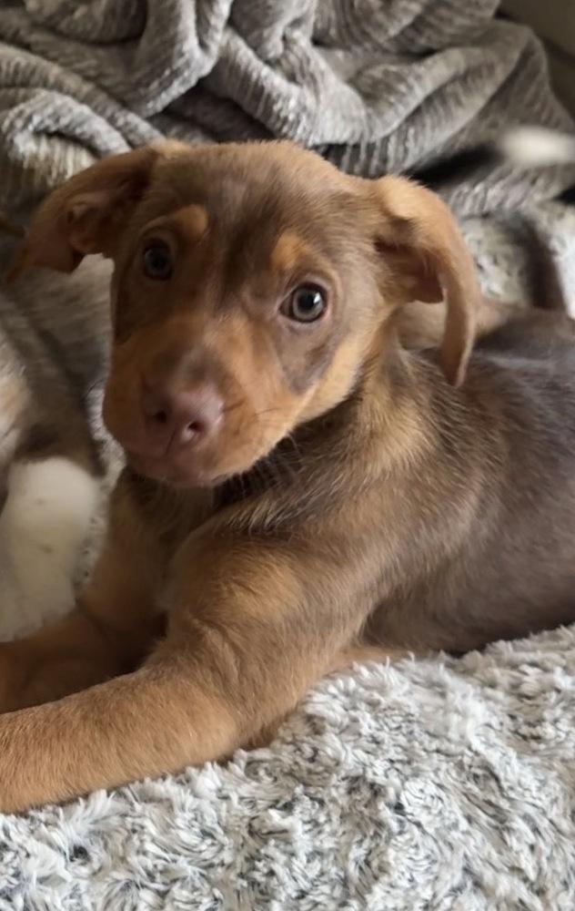 Ford, adopted, Puppy Male Chihuahua.