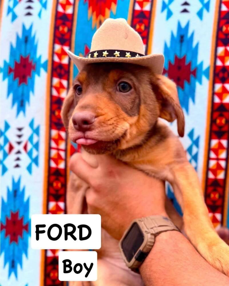 Enlarge Ford, an adopted mixed breed in Commerce City, CO image 2/5