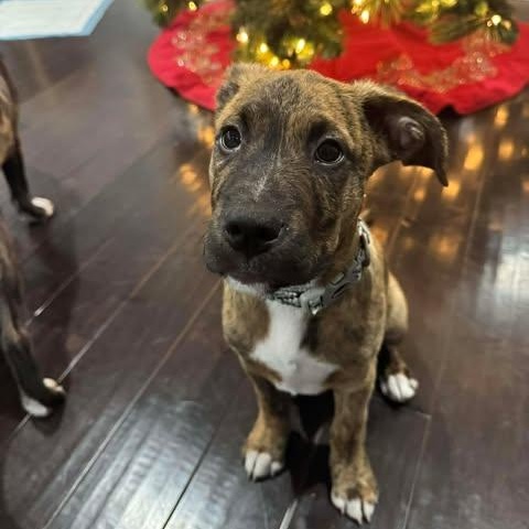 Moose, Adoptable, Young Male Mixed Breed.