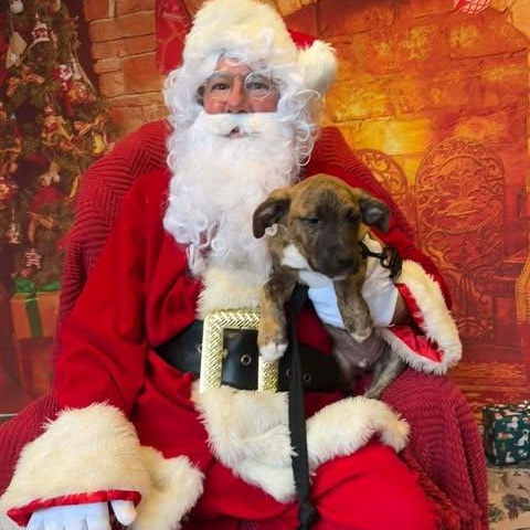 Moose, a Adoptable Mixed Breed in Wando, SC image 2/3