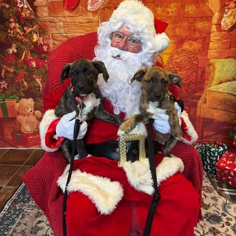 Moose, a Adoptable Mixed Breed in Wando, SC image 3/3