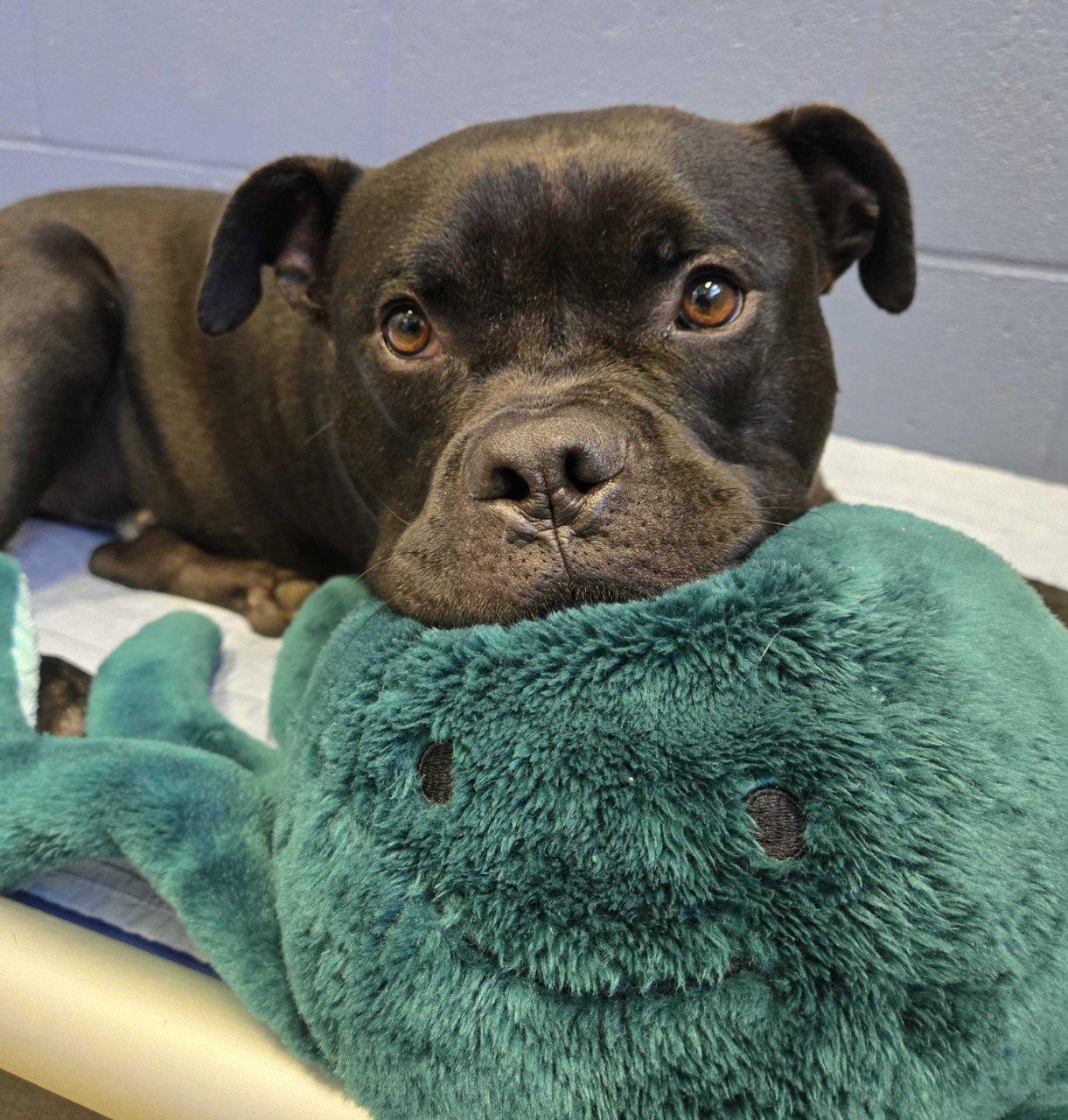 ADAM, Adoptable, Adult Male Mixed Breed.