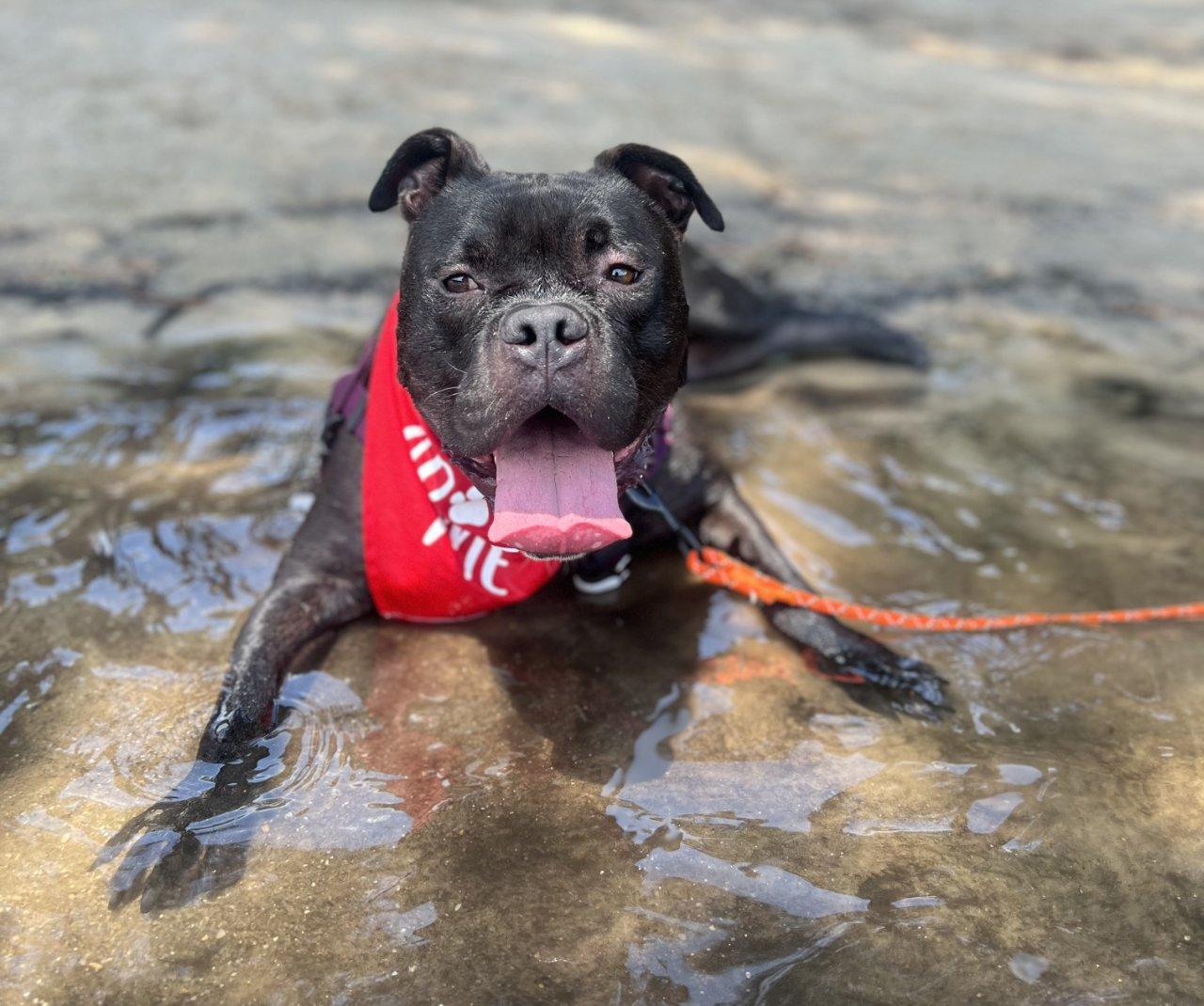 Enlarge ADAM, a Adoptable Mixed Breed in Raleigh, NC image 2/5