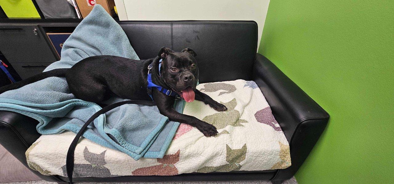 Enlarge ADAM, a Adoptable Mixed Breed in Raleigh, NC image 3/5