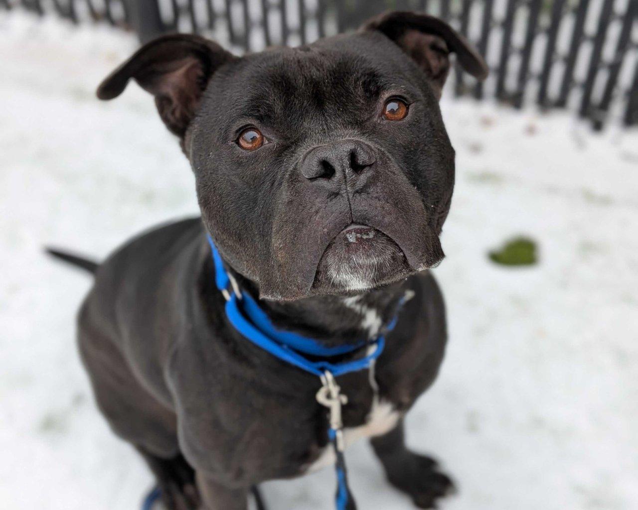 Enlarge ADAM, a Adoptable Mixed Breed in Raleigh, NC image 4/5