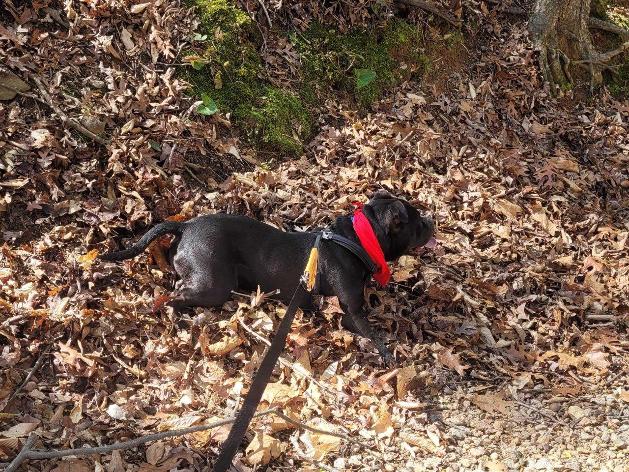 Enlarge ADAM, a Adoptable Mixed Breed in Raleigh, NC image 5/5