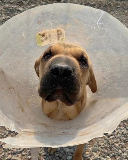 Bob, ADOPTABLE, Young Male Shar-Pei.