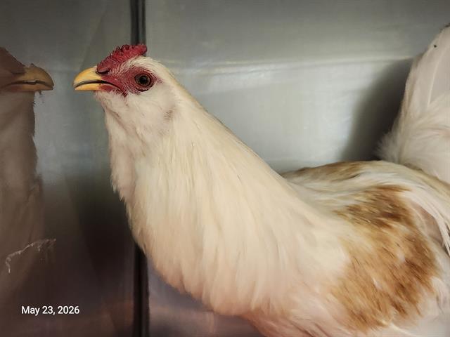 EINSTEIN, Adoptable, Young Male Chicken.