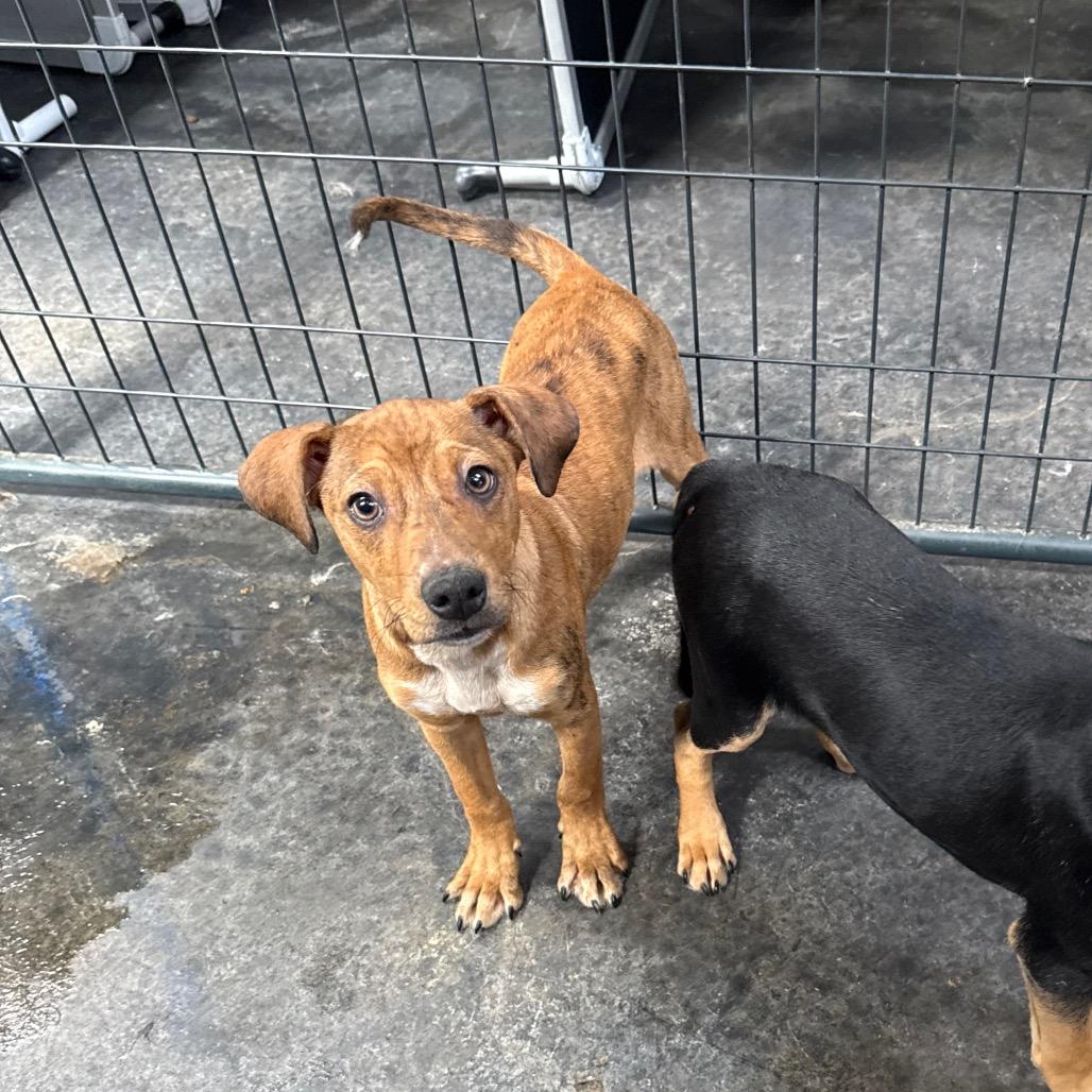 Enlarge Gordy, a Adoptable Mixed Breed in Tacoma, WA image 1/3
