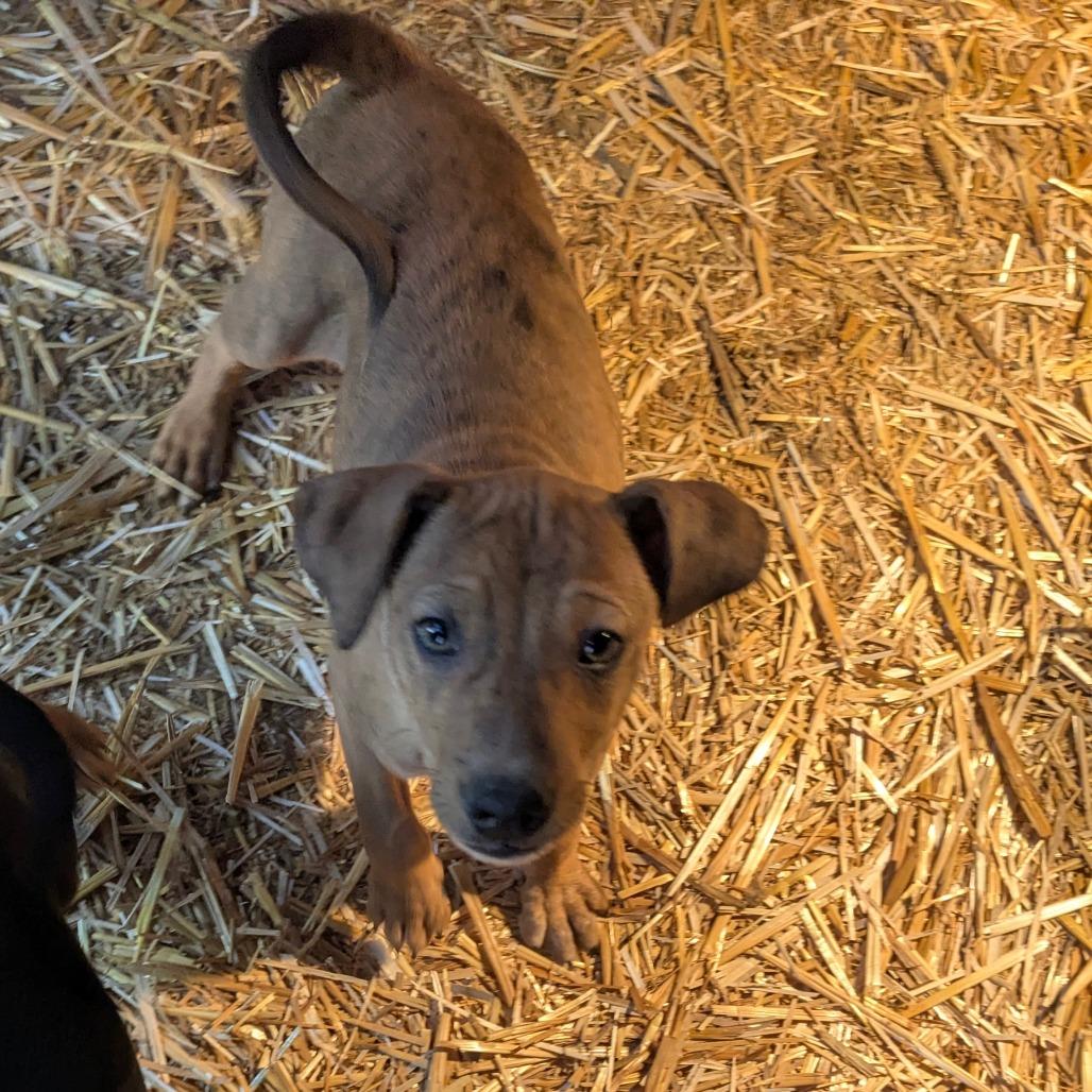 Enlarge Gordy, a Adoptable Mixed Breed in Tacoma, WA image 3/3